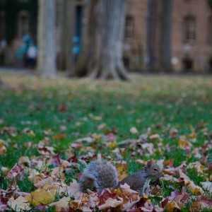 This little guy counts as another important sign that you're back in the Orange Bubble.