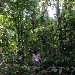 My mentor, Cleo Chou, taking measurements in the rainforest last summer.