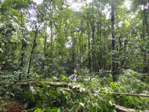 Falling canopy trees create incredible openness in the forest understory.