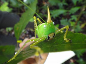 The rainforest brings something new every day. A unicorned grasshopper is at home on one of our study trees.