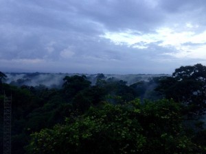 Dawn over the rainforest. I took this photo on my last day at La Selva, from one of the station's observation towers.