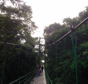 Howler sighting! Monkeys (on the bridge's upper right) cross the river that runs through the center of the research station. 