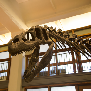 The EEB department dinosaur in Guyot Hall: pretty much the best thing ever. 