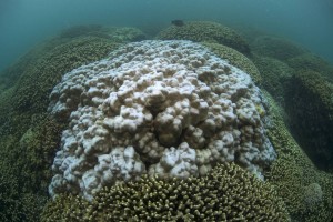 Bleached coral in Kaneohe Bay