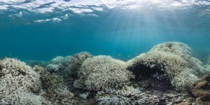 Fish swim over the bleached coral of Lizard Island on the Great Barrier Reef this March.