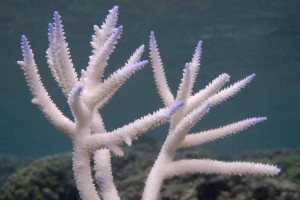 A bleached staghorn coral in American Samoa, photographed this February.