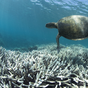 A sea turtle swims over a fully-bleached reef on Heron Island, the Great Barrier Reef.