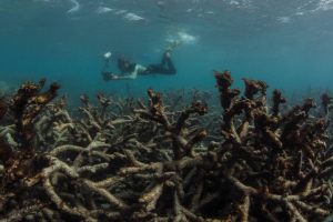 A wasteland of dead coral on Lizard Island, the Great Barrier Reef, this June. High temperatures have caused record bleaching and coral death this year.