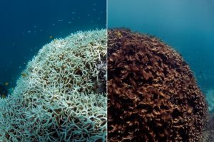 Before and after: A coral as it bleached in (left) and then died (right) on the Great Barrier Reef, March through May of this year. 