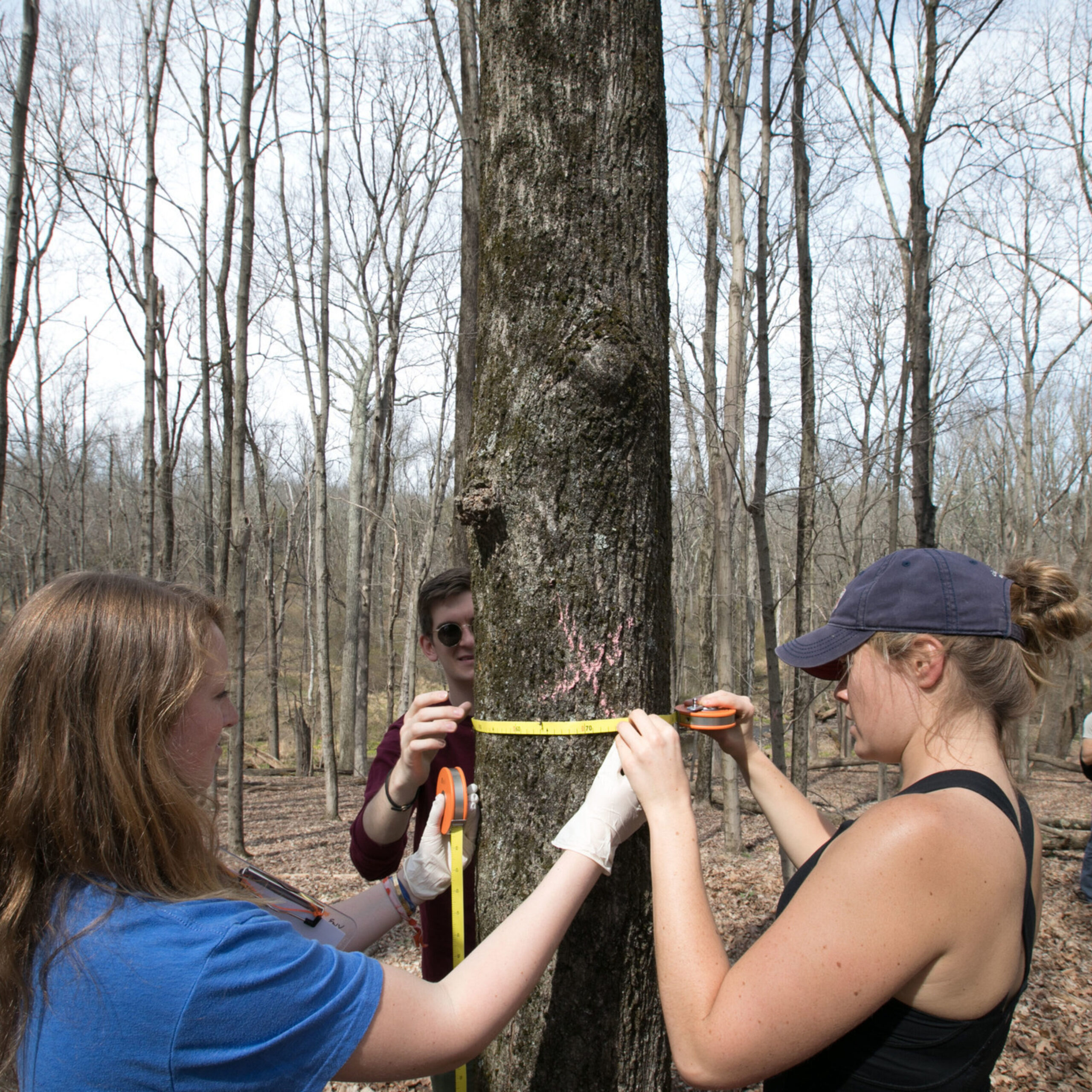 Three students stand around a tree in the woods and measure its diameter with a tape measure