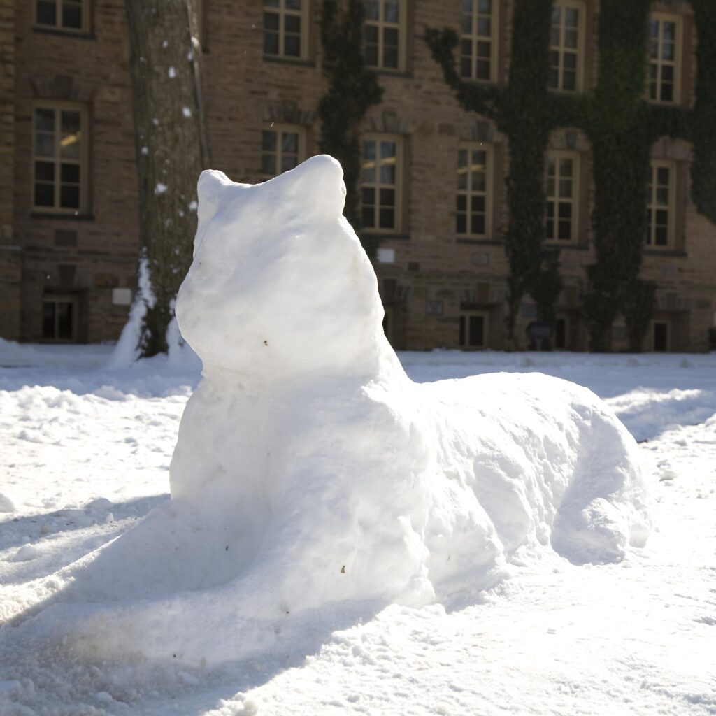 Photo of a tiger made out of snow in front of a brick building with dark ivy.