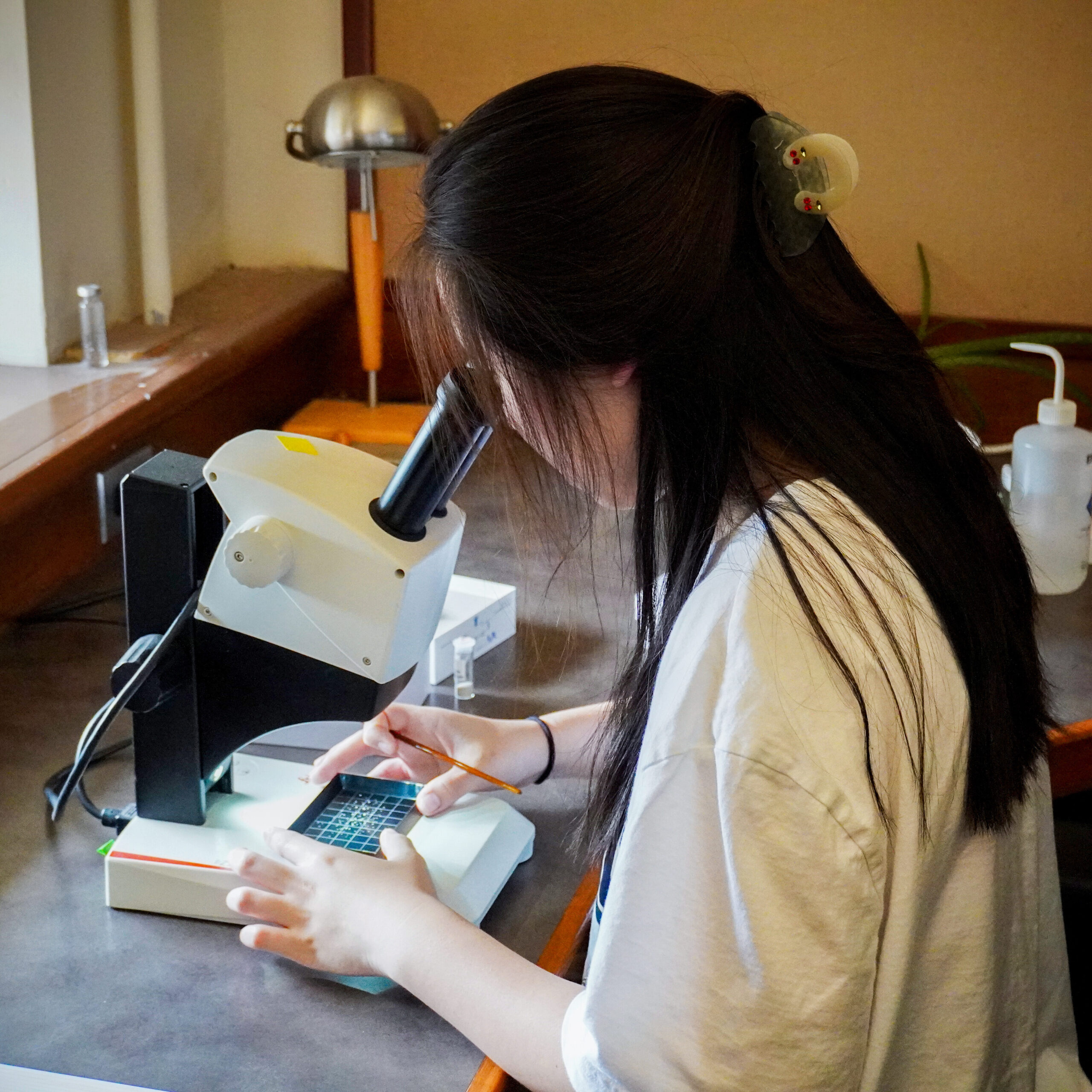 Microscopic screening of fossil foraminifera