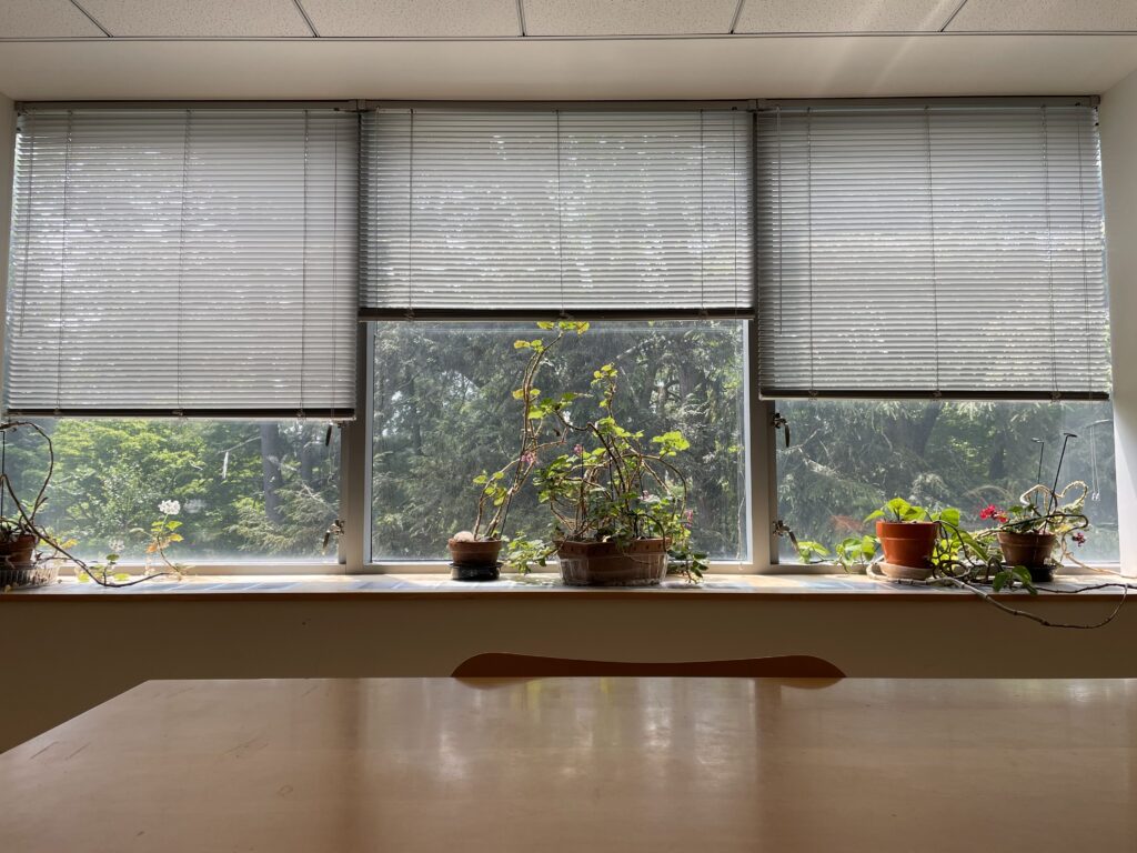 Image of desk with view of three windows, house plants, and trees.