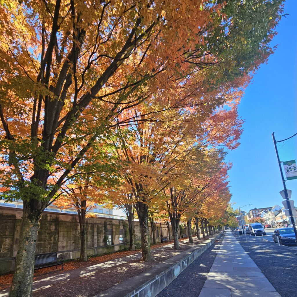 Photograph depicts the university side of Nassau Street adjacent to the library. Alongside the sidewalk to the left is a row ow trees turning golden orange on a clear autumn day.