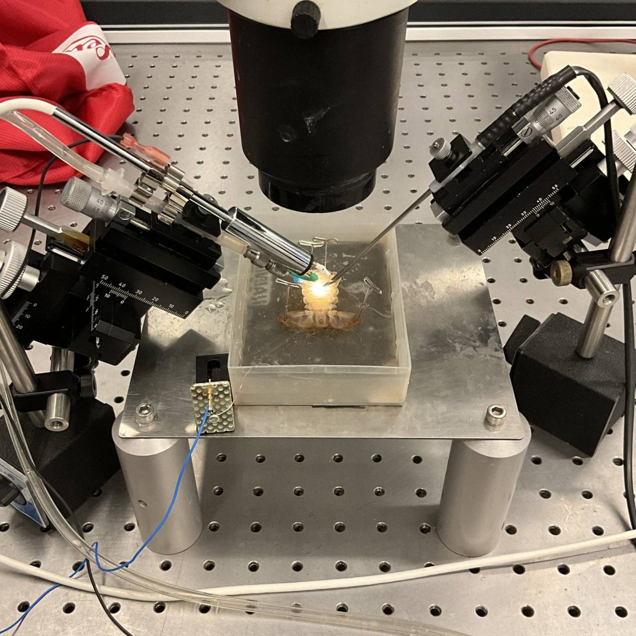 This picture depicts the setup of crayfish dissection with the microscope positioned on top of the dissection, light source attached to the headstage on the right, and electrode coming in from the left.