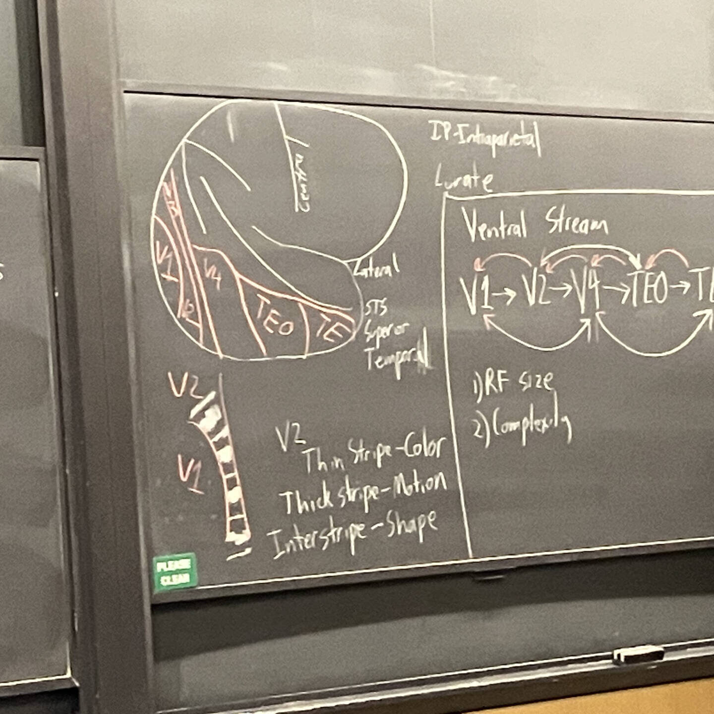 This is a blackboard featuring some difficult concepts from a neuro class I took. I had to read research papers a lot for this class, so it partly inspired this post, hence the inclusion of this photo