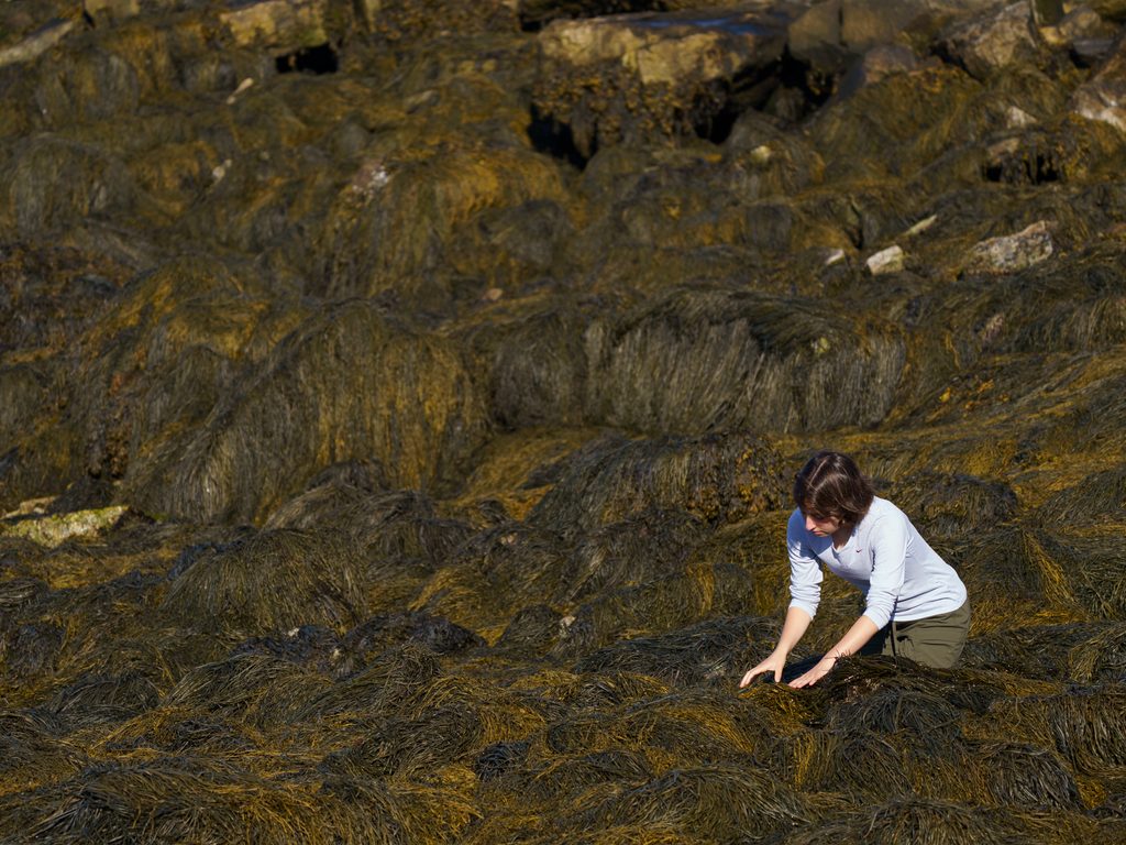 A field ecologist looks through an endless field of seaweed.